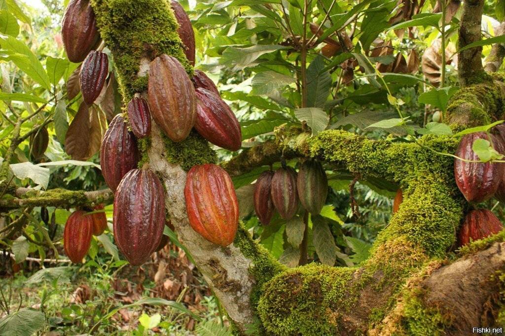 Шоколадное дерево: посадка и уход в домашних условиях