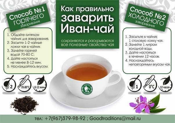 Иван-чай. противопоказания и вред для здоровья: кому можно, а кому опасно пить кипрейный чай