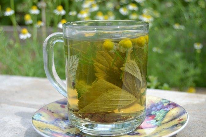 Как правильно заваривать чай гинкго билоба в домашних условиях
