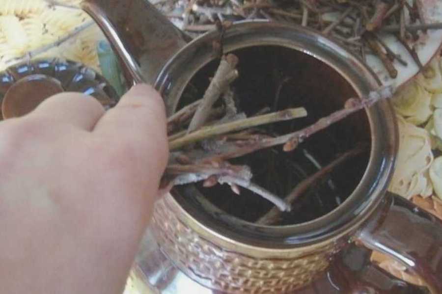 Ива: польза, как заварить чай из веток и листьев