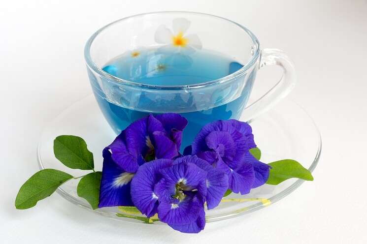 От чего пьют пурпурный чай чанг шу: все «за» и «против» действия, показания и противопоказания, польза и вред ???? официальный сайт пурпурный чай