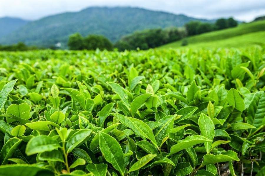 Краснодарский чай века от производителя, чайные плантации краснодарского края
