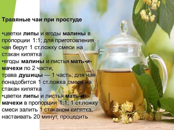 Зачем пить при простуде. Растения от простуды. Травяные чаи рецепты. Чай здоровье. Лекарственные растения при простуде.