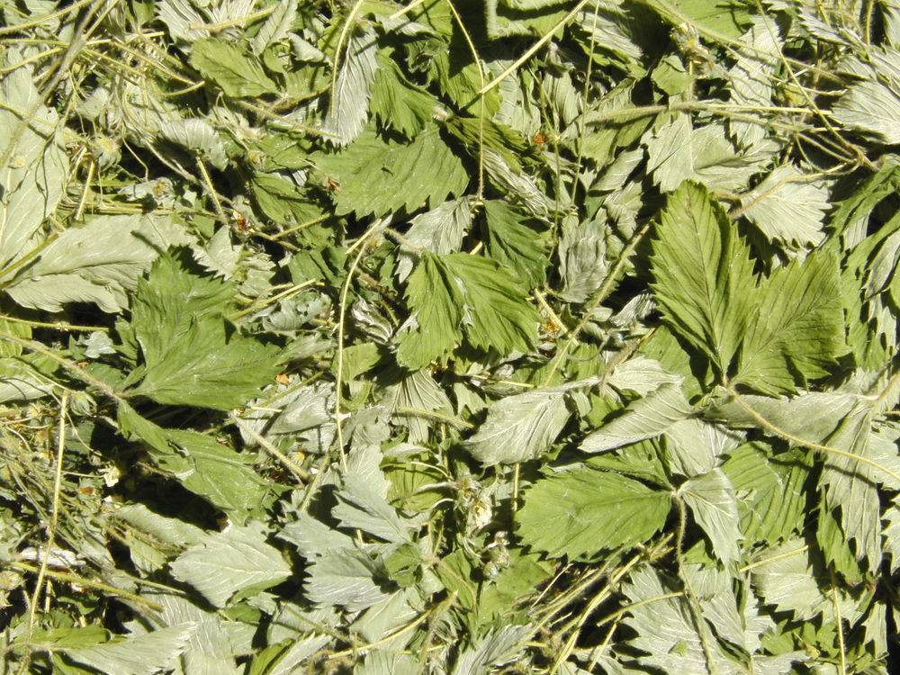 Когда собирать листья земляники для чая: польза и вред, как сушить