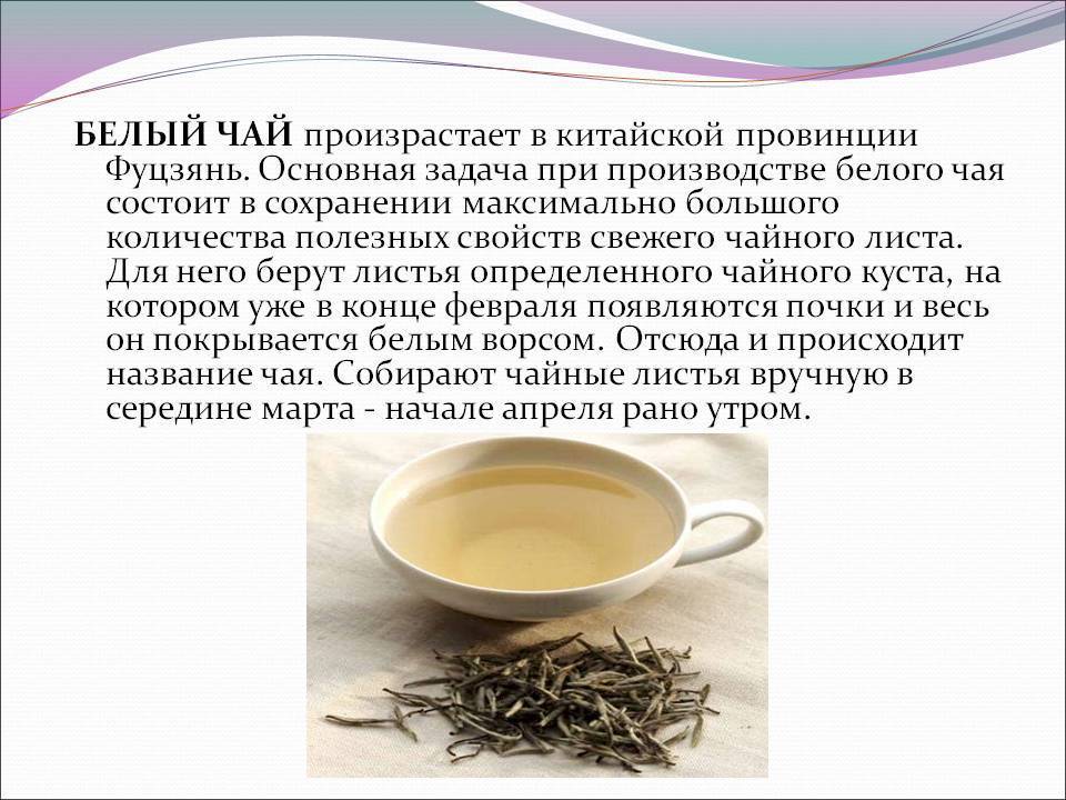 Чай габа алишань: польза и вред