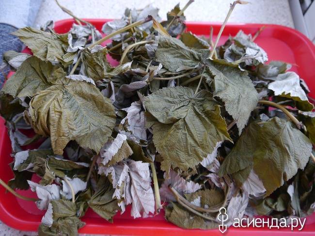Домашняя ферментация листьев вишни для полезного чая