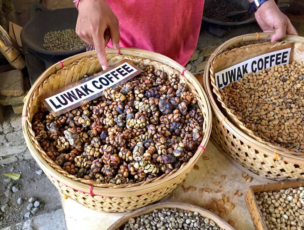 Лювак кофе - самы дорогой вид зерен в мире из кала животных