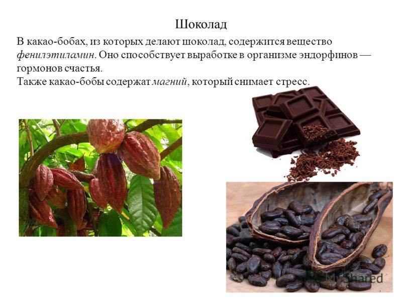 Шоколадное дерево какао: фото сортов, как растут какао-бобы