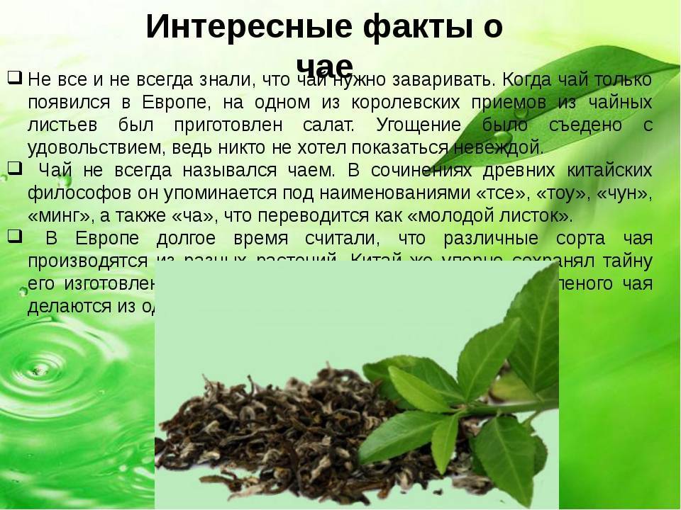 Экстракт зеленого чая: польза и вред. советы врача.