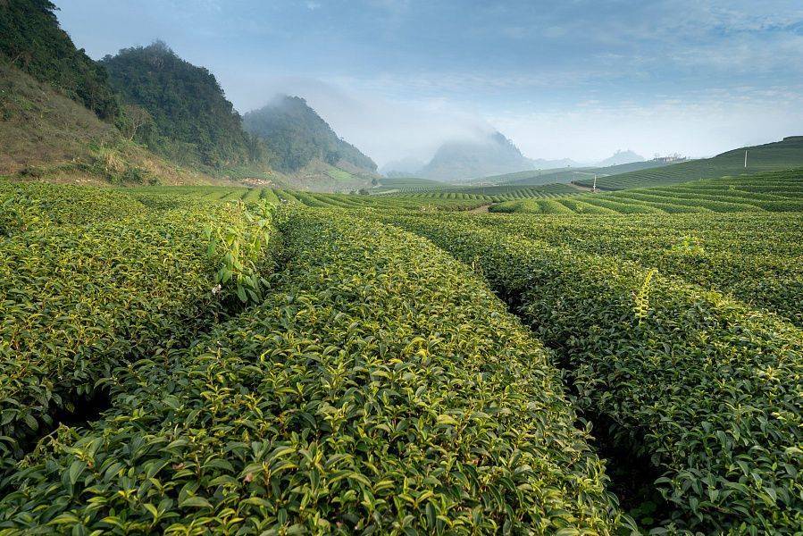 Особенности и полезные свойства краснодарского чая