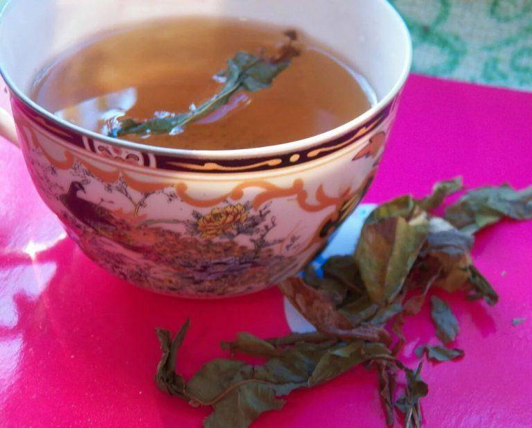 Чай из кипрея: приготовление копорского чая (видео) в домашних условиях