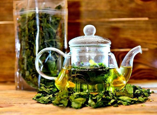Чай из листьев бузины польза и вред