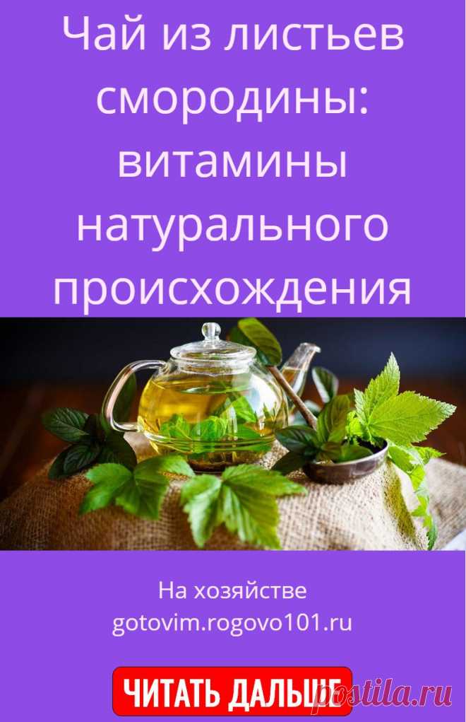 Чай из листьев смородины - польза и вред для организма мужчины и женщины. полезные свойства и противопоказания