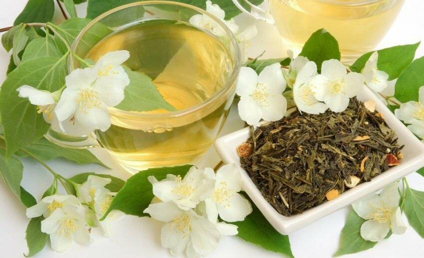 Чай с жасмином – польза и вред для здоровья
