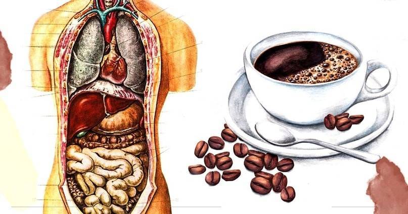 Влияние кофе на печень, польза или вред кофе для печени
