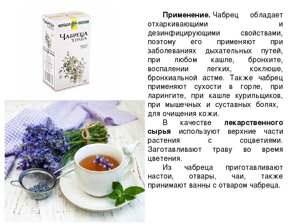 Чай с шалфеем: полезные свойства и противопоказания