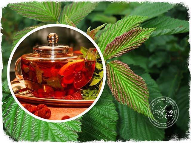 Чай из листьев малины: ферментирование сырья - def4onki