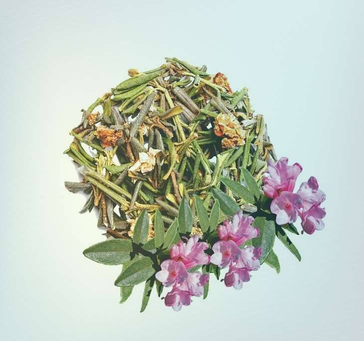 Чай из травы саган дайля — напиток древних шаманов