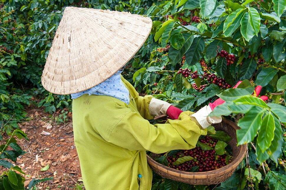 Кофе из вьетнама: сколько стоит и где лучше покупать, сорта, как готовить