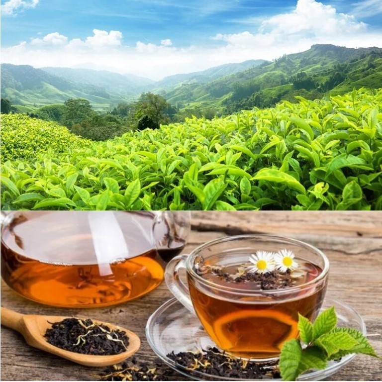 Что такое кенийский чай