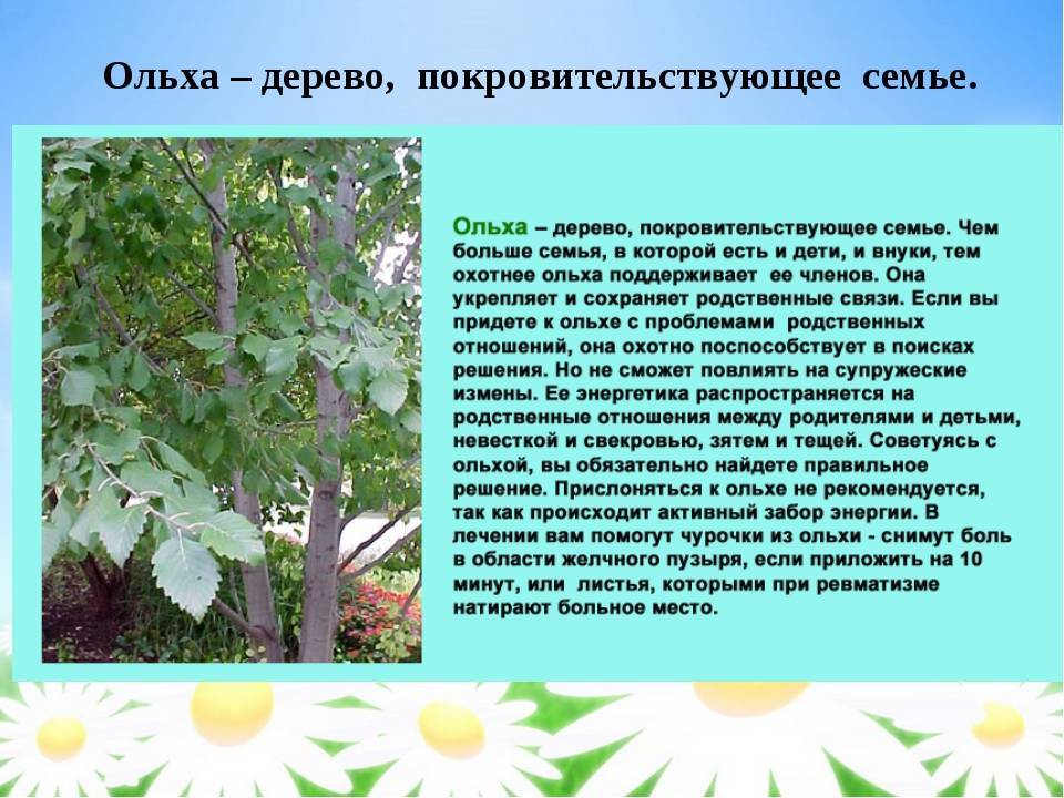 Полезные ягоды и травы, которые собирают в октябре-ноябре в саду и в лесу на supersadovnik.ru