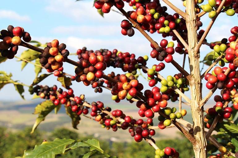 В каких странах выращивают кофе