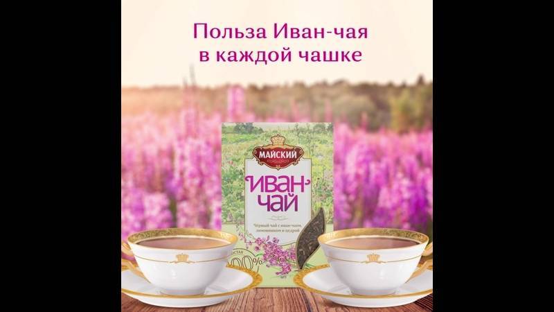 Иван чай(кипрей) - как собирать, сушить и правильно заваривать