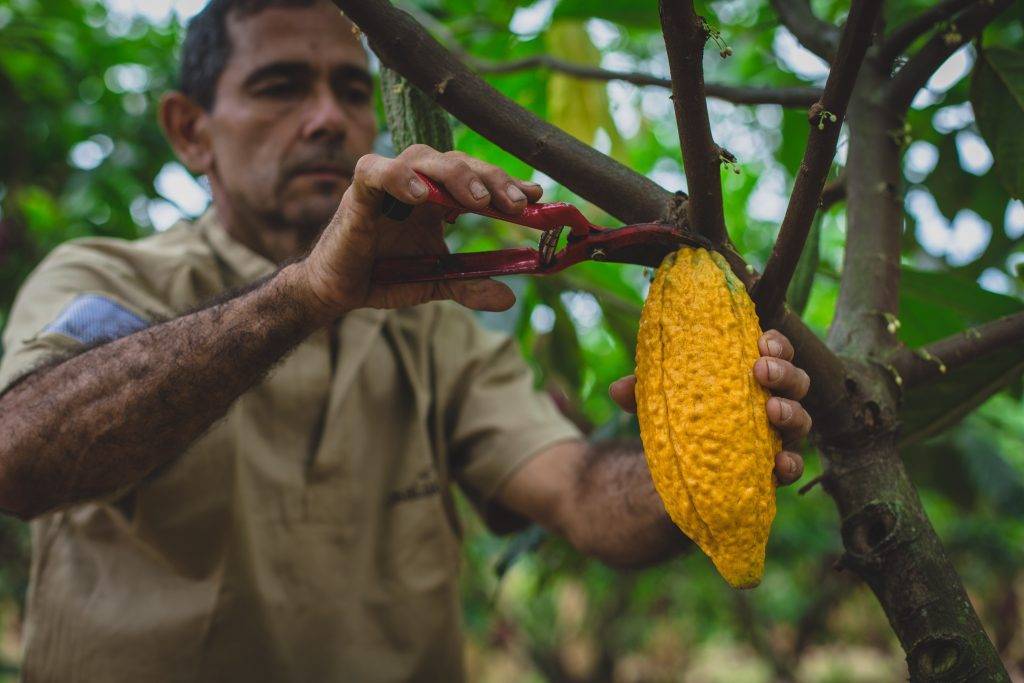 Родина какао бобов: история и выращивание дома