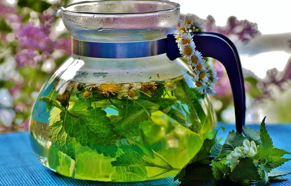 Крапивный чай: польза и вред для здоровья – lifekorea.ru