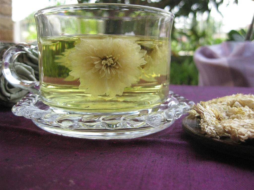 Хризантемовый чай: польза и вред, как заваривать