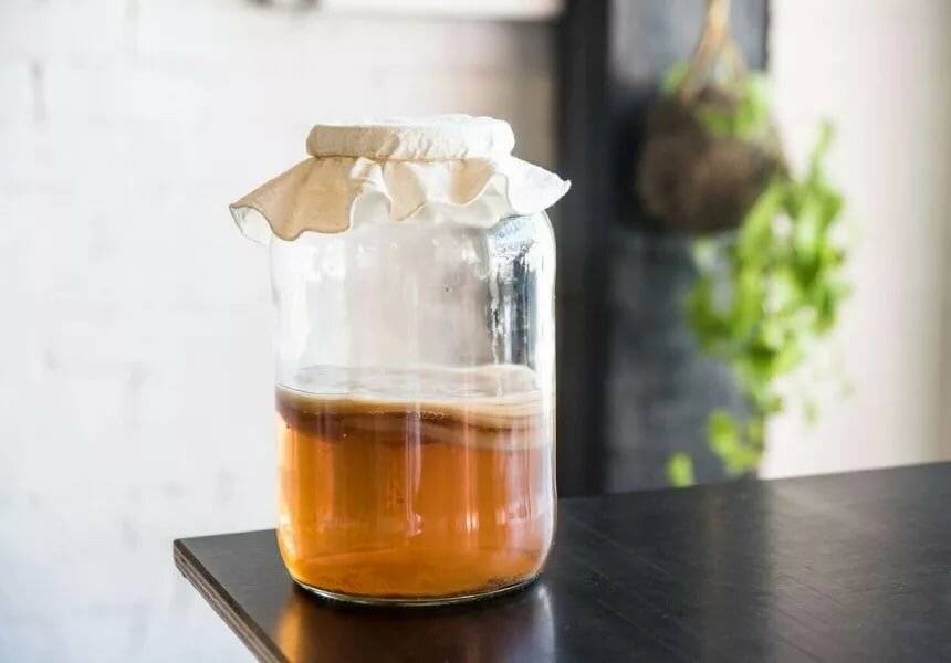Комбуча - напиток с полезными свойствами «чайного гриба»