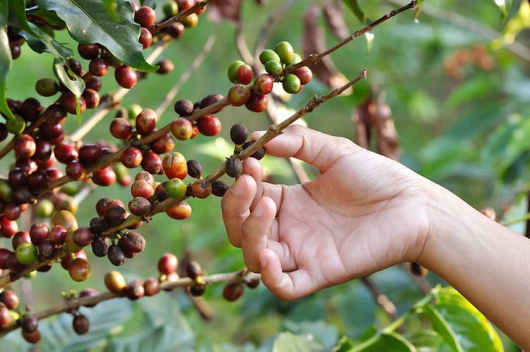 Как растет кофе и кофейное дерево. условия выращивания кофе