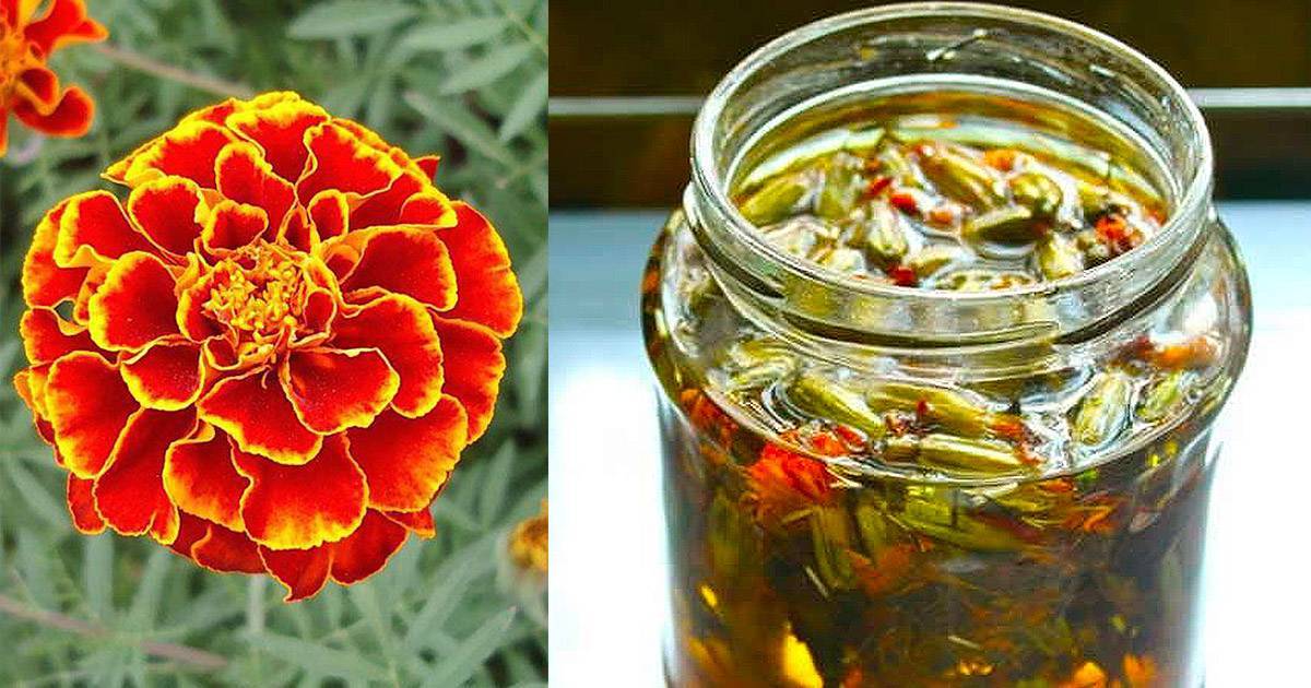 Чай из бархатцев: польза и вред для организма