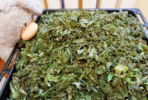 Как собирают чай: сбор, сушка, ферментация и приготовление иван-чая