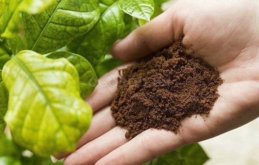 Кофейная гуща для подкормки растений в качестве удобрения