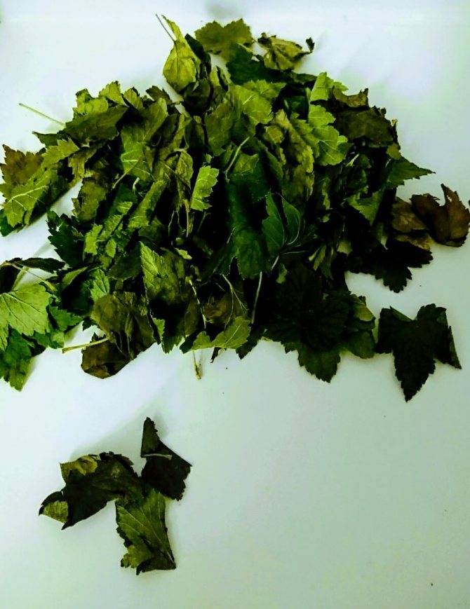 Ферментация листьев смородины черной: как ферментировать зелень в домашних условиях, чем полезен ферментированный чай и какие правила хранения?
