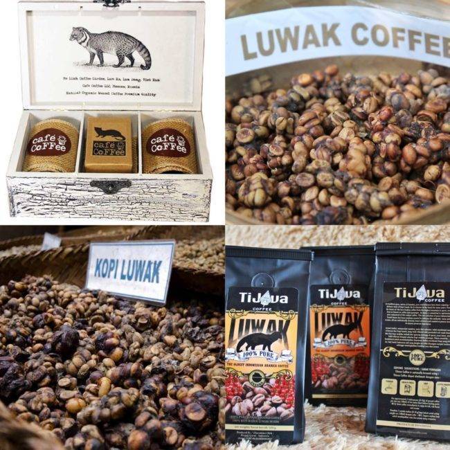 Кофе лювак (kopi luwak) — самый дорогой кофе в мире на бали: обзор +видео