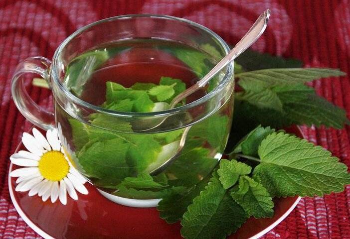 Чай из хризантемы — польза и вред, рецепты заваривания