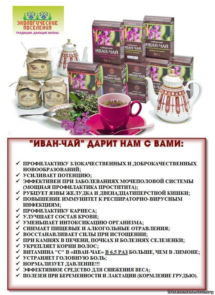 Иван чай свойства, рецепты, как заготавливать