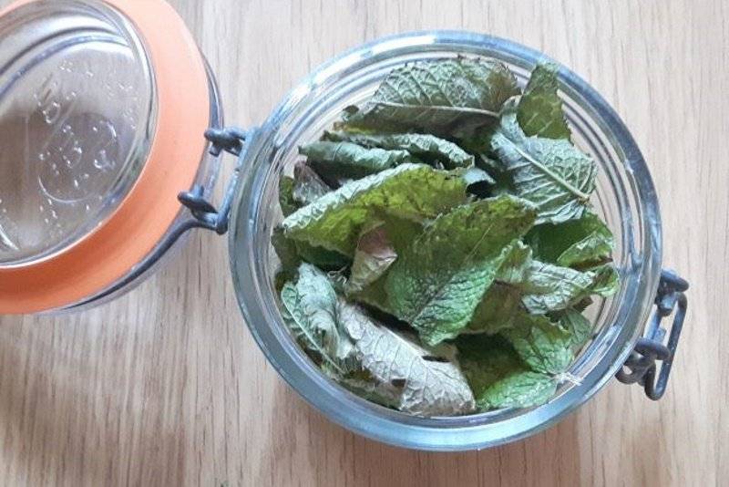Как сушить мяту в домашних условиях для чая с использованием духовки, на свежем воздухе и в сушилке