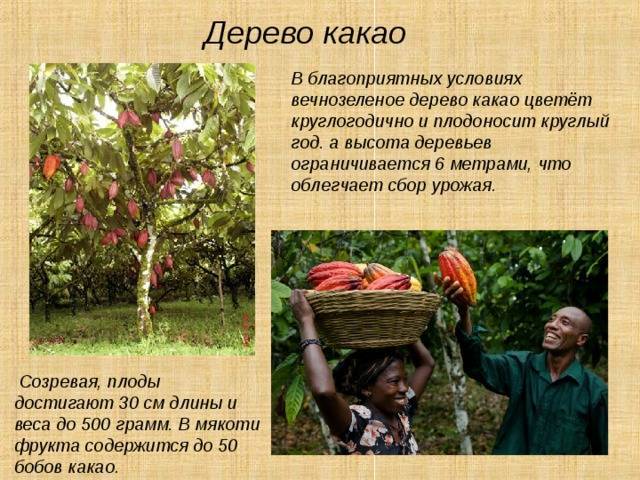 Какао-бобы: где растут, родина выращивания плодов, как выглядят, крупнейшие страны-производители