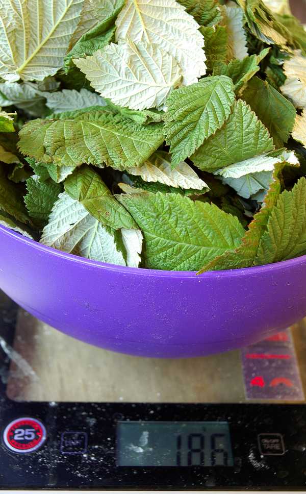 Ферментация листа малины, что это такое, рецепты чая, польза