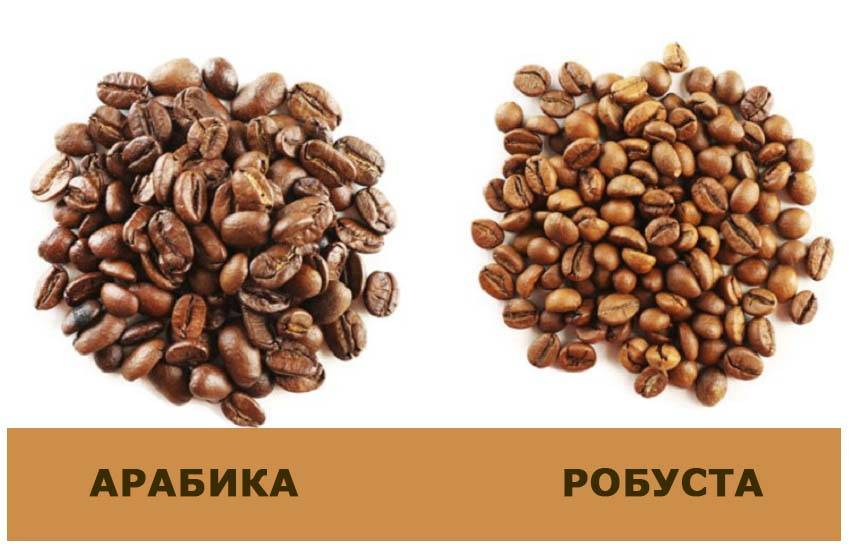 Кофе арабика (coffea arabica) - комнатное растение в домашних условиях