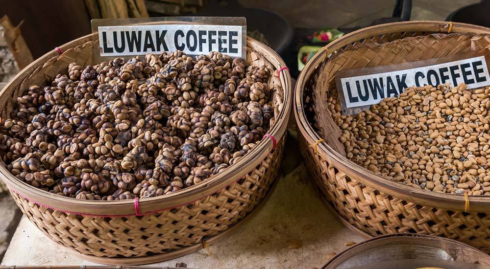 Самый дорогой напиток в мире - кофе лювак/luwak