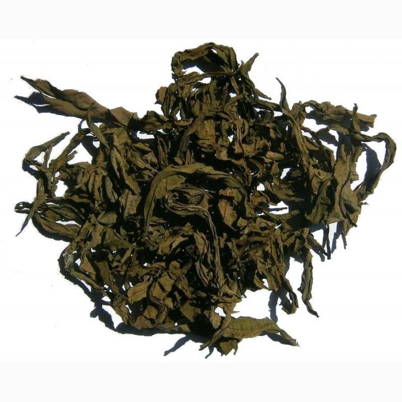 Иван-чай: полезные свойства, противопоказания, заготовка, виды иван-чая