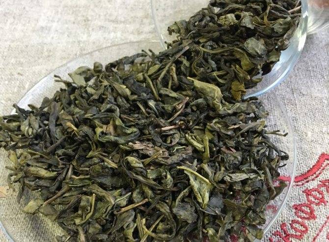 Зеленый саусеп чай: как заваривать, целебные свойства