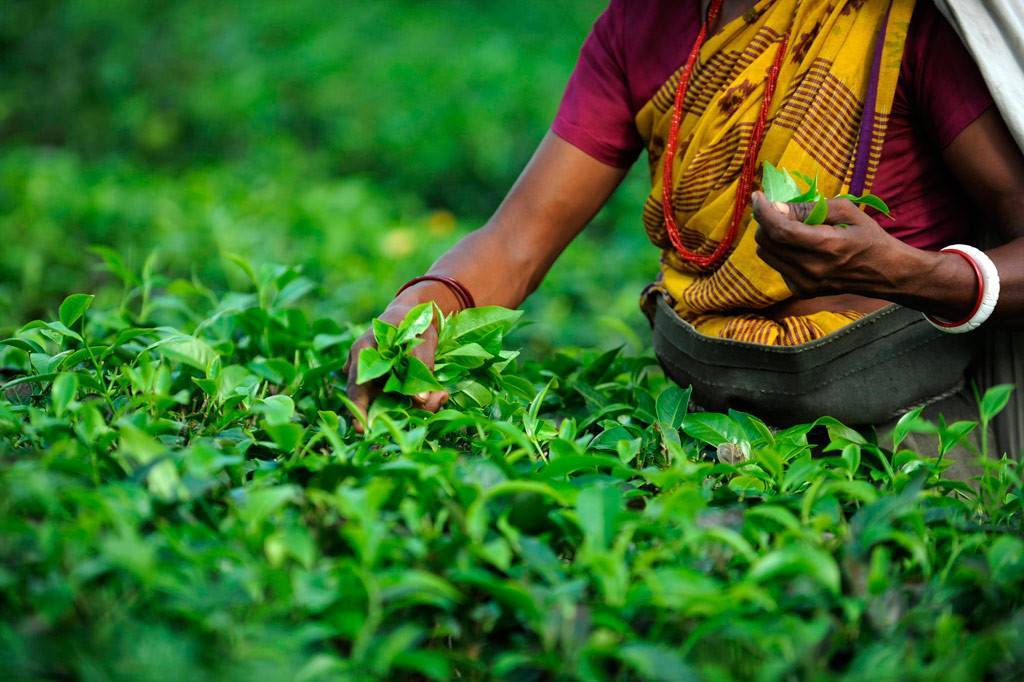 Индийский чай и его сорта, особенности приготовления, история