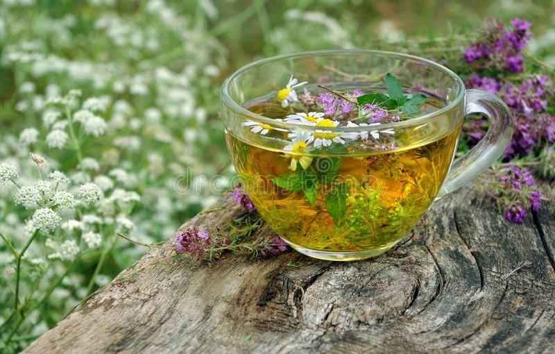 Чай с душицей: его свойства, польза и вред для здоровья