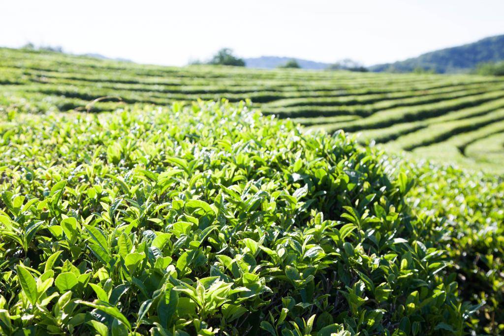Краснодарский чай: состав, свойства и советы по приготовлению