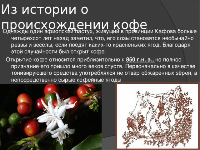 История возникновения кофе в россии кратко и понятно, история напитка и происхождения